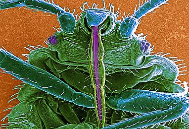 《解限机》技术性首测内容演示 9台解限型机兵等